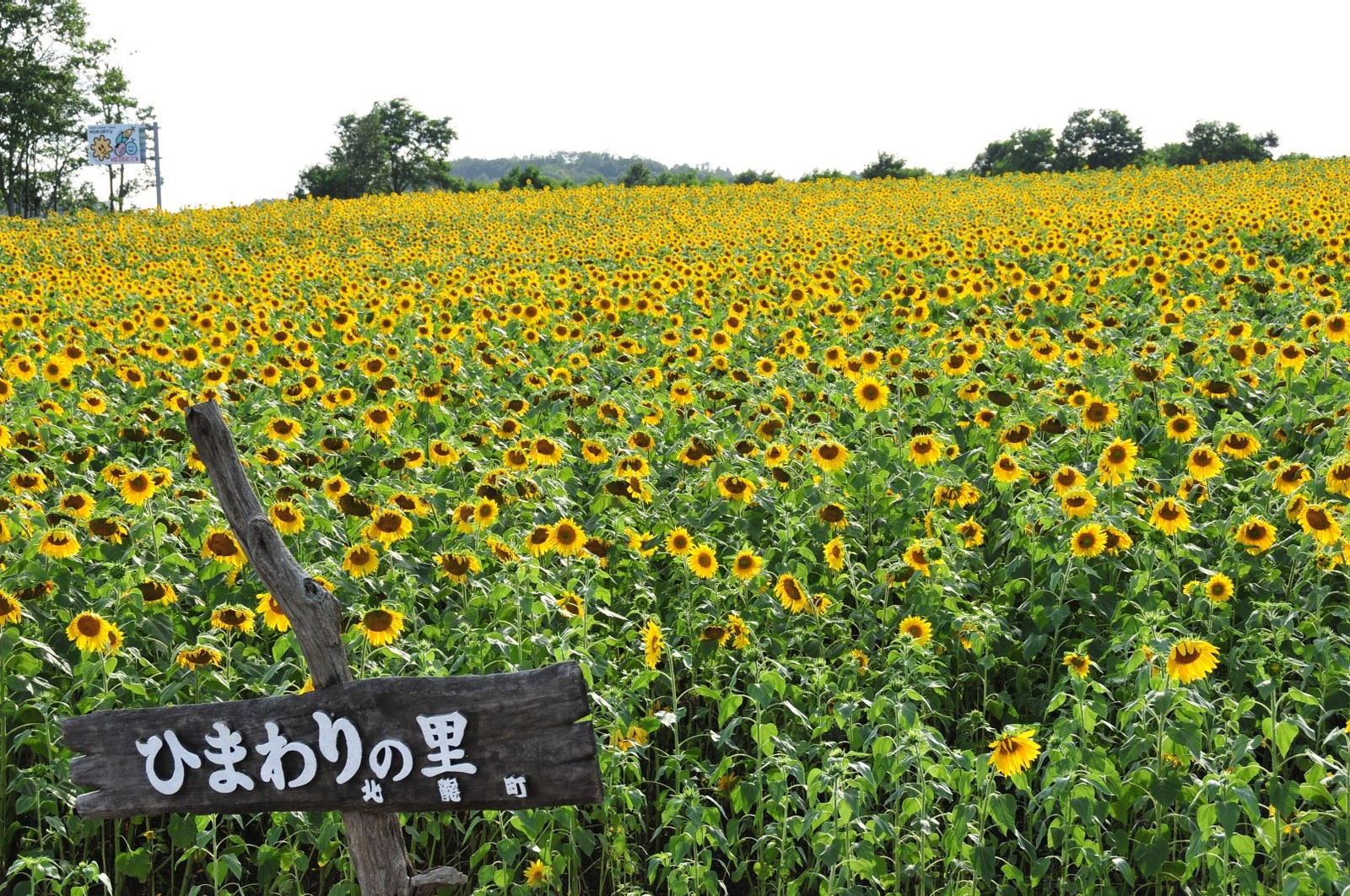 dse_3171.jpg