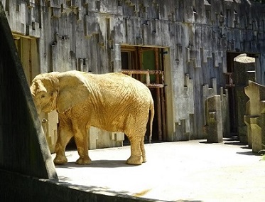 アフリカゾウ2.jpg