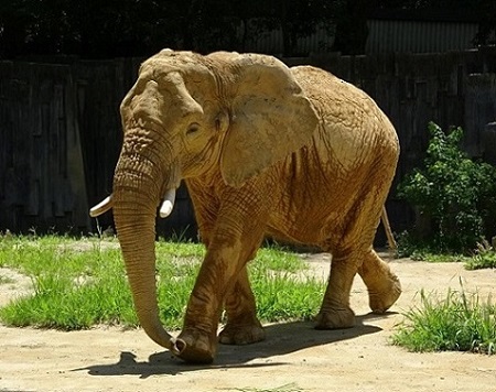アフリカゾウ3.jpg