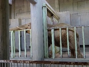 アフリカゾウ1.jpg