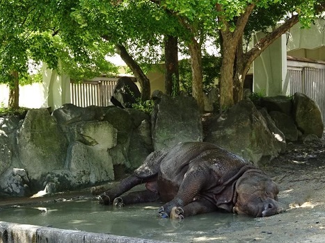インドサイ.jpg