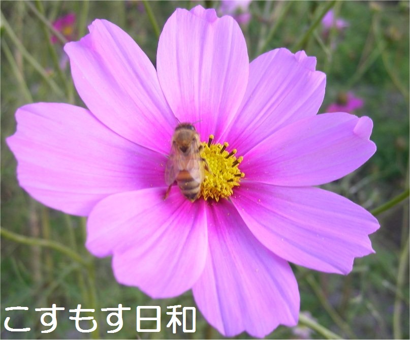 コスモス写真.jpg