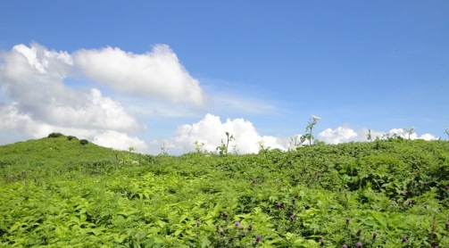 ブログ用伊吹山.jpg