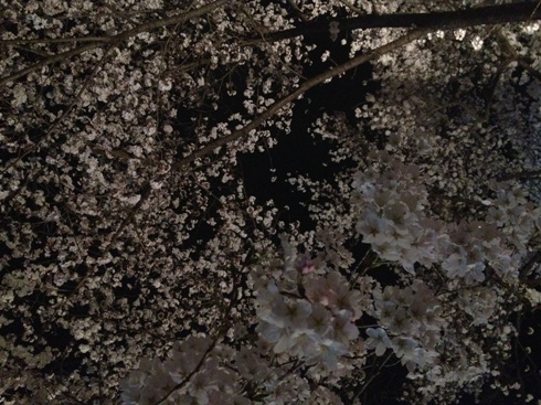 今井花粉症.JPG