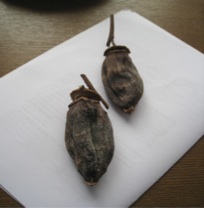 冬は1.jpg
