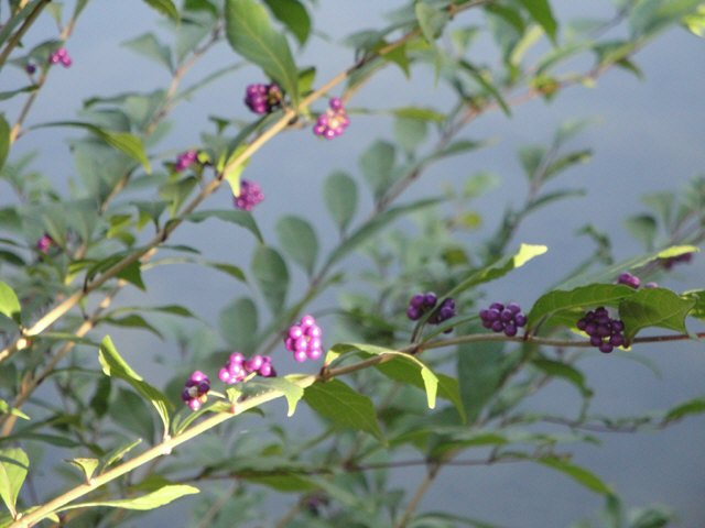 片山08222.jpg