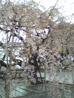 鈴木桜.jpeg