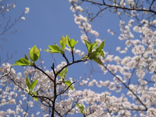 150408hazakura.JPG