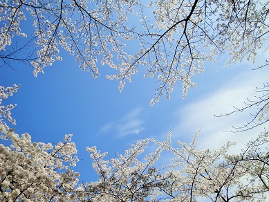 150408sakura.JPG