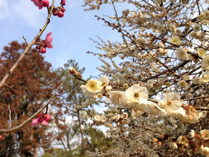 2015030201.jpg