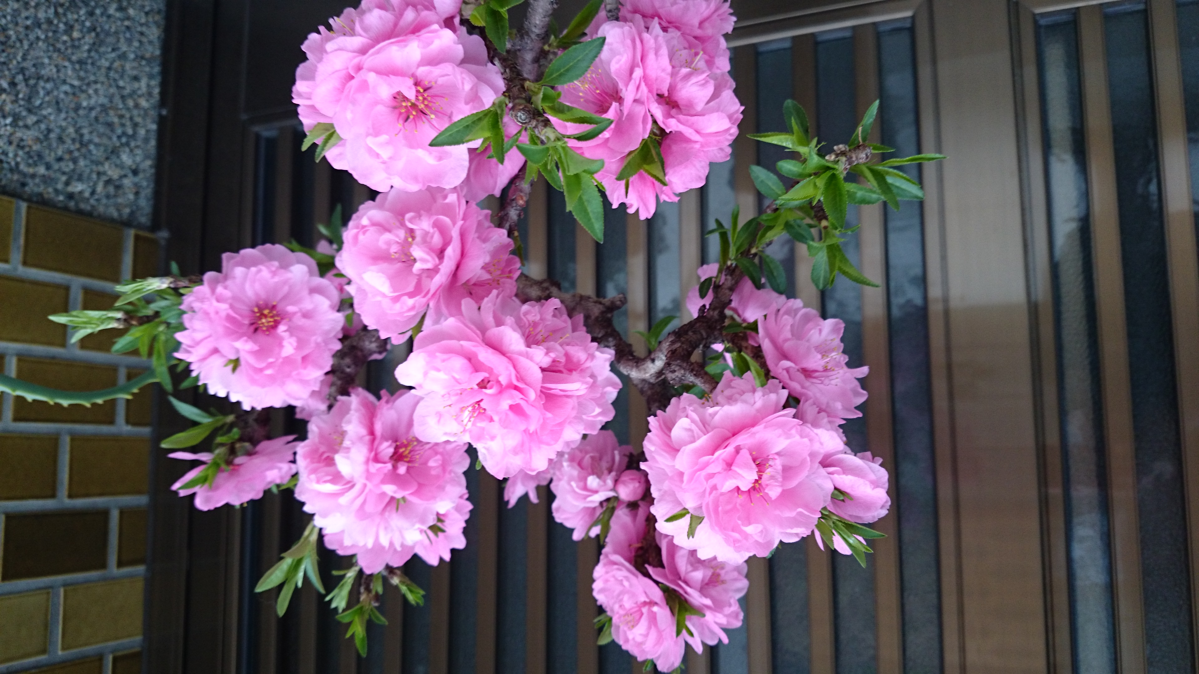 2015042001.JPG