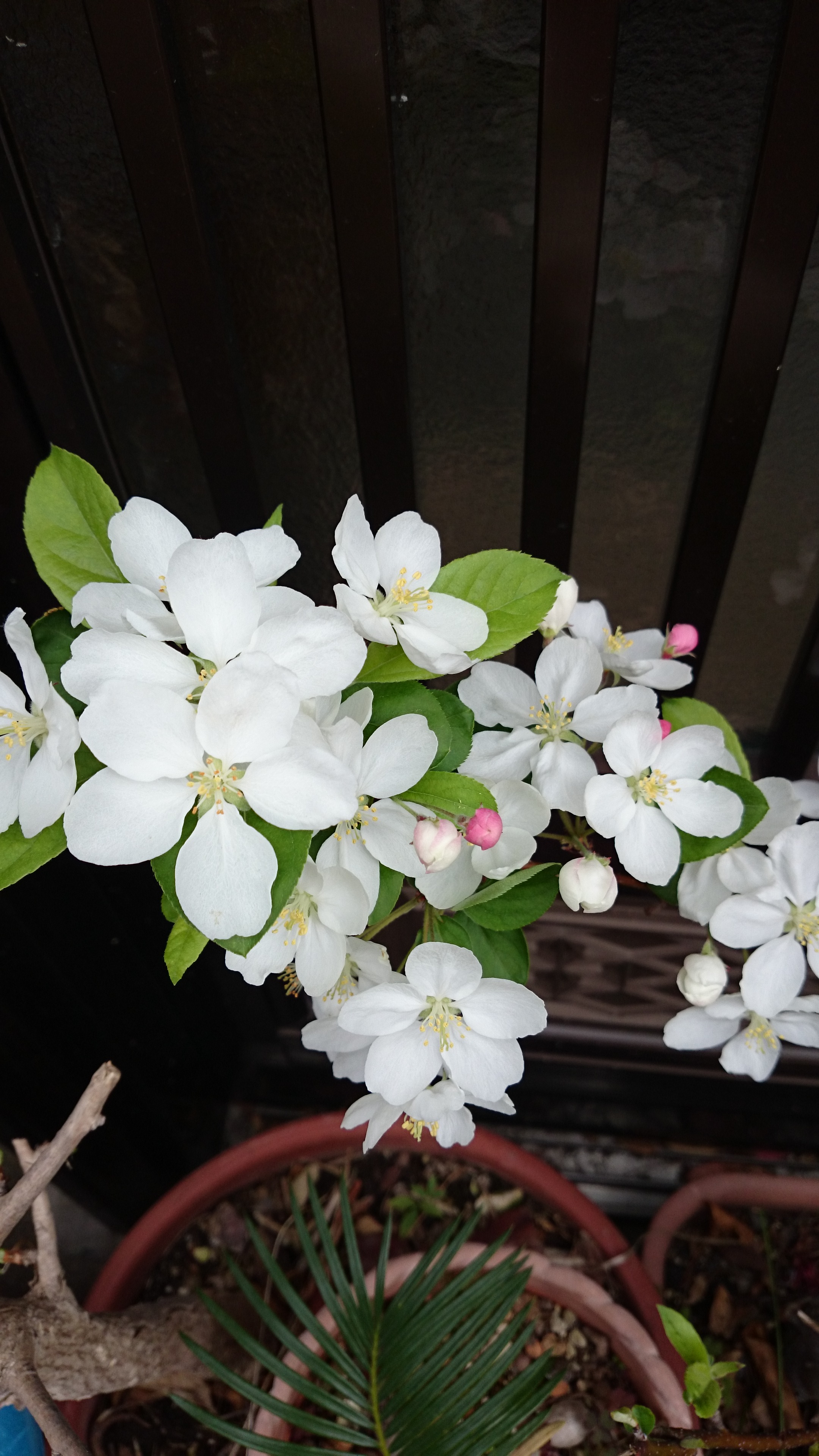 2015042002.JPG