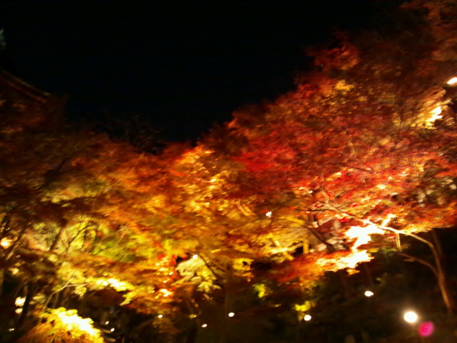 DSC_0223.jpg