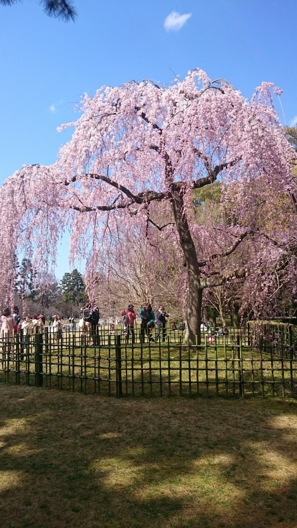 sakura.jpg