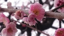 ume1.jpg
