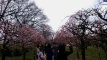 ume2.jpg