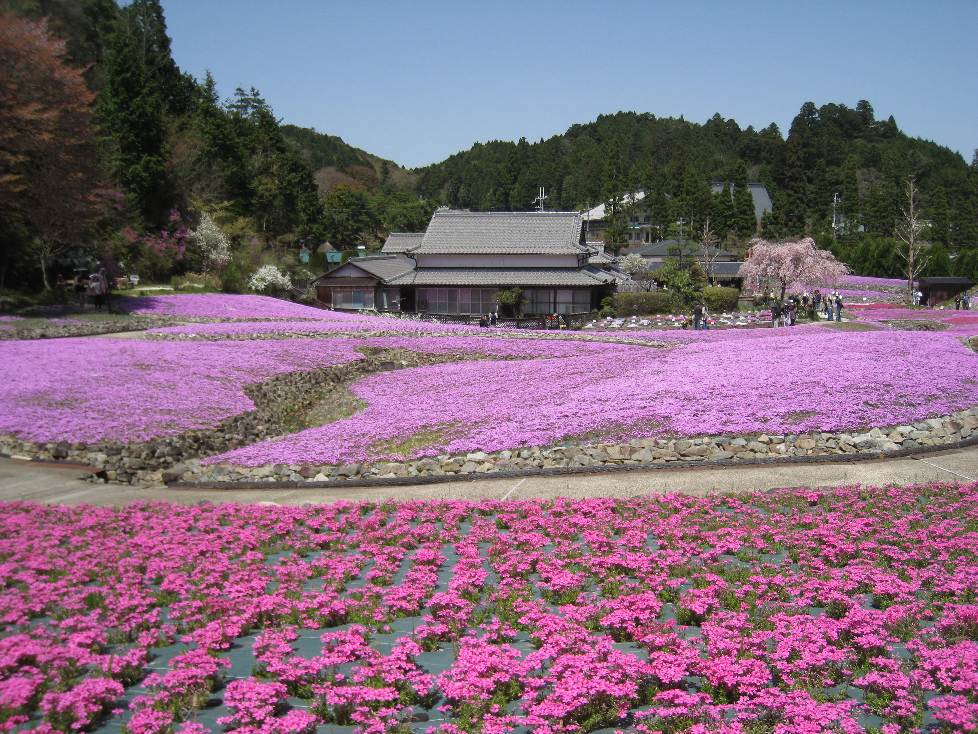 花ぐるま　片山.JPG