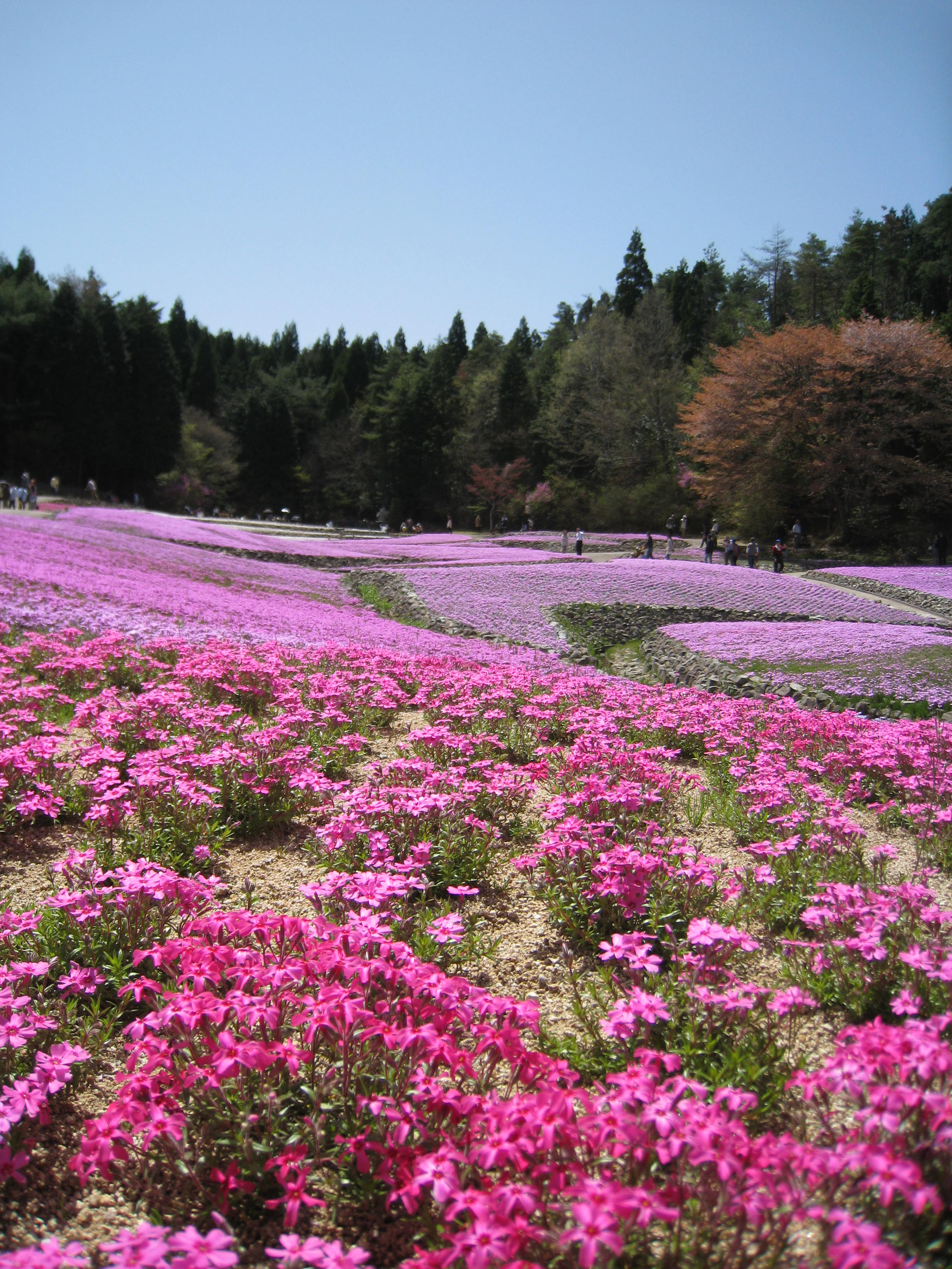 花ぐるま片山２.JPG