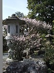鳴尾滝 梅.jpg