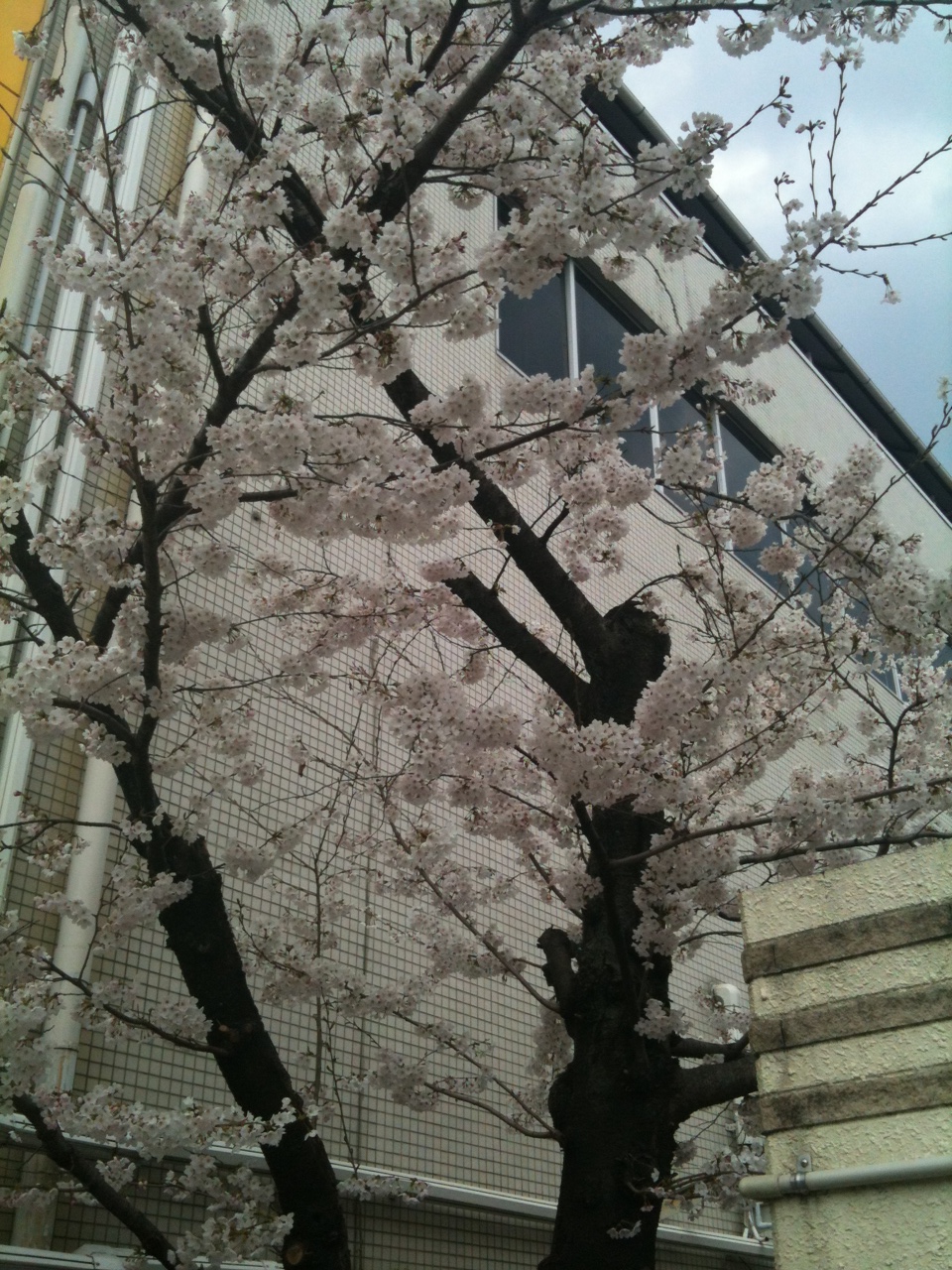 sakura0409.JPG